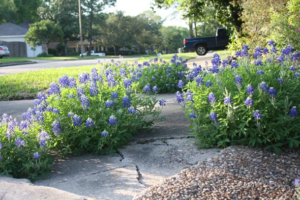 Bluebonnets blooming on the sidewalk