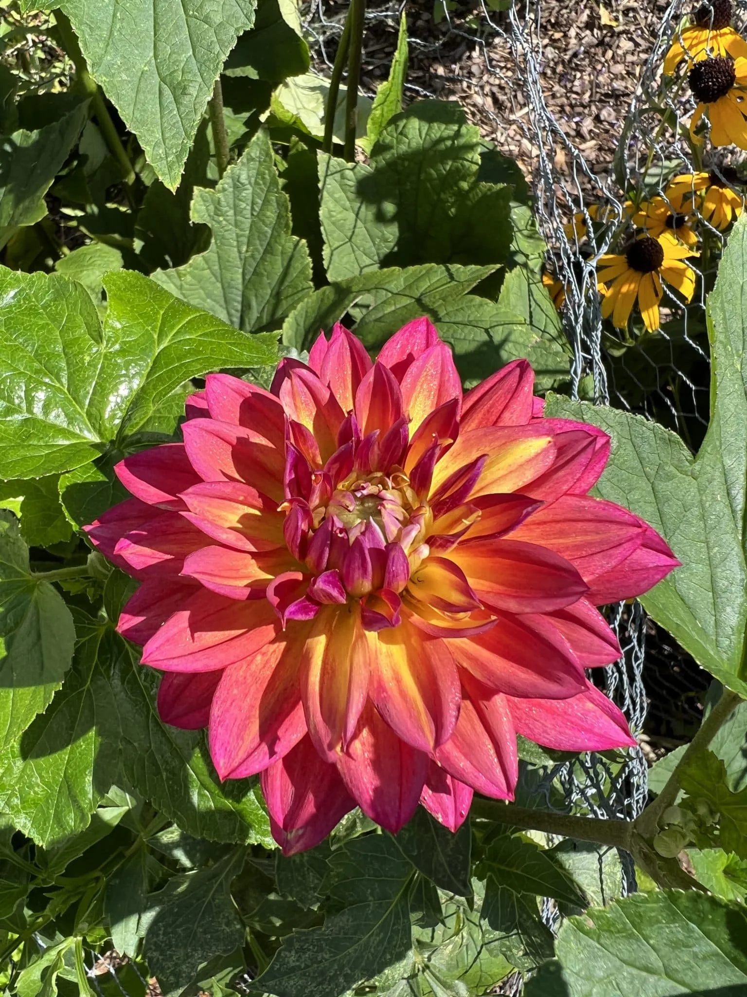Dahlia 'Firepot' in bloom