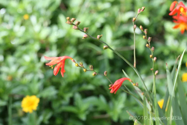 An orange flower with yellow flowers in the background.