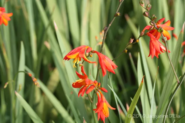 An orange flower is growing in a grassy area.