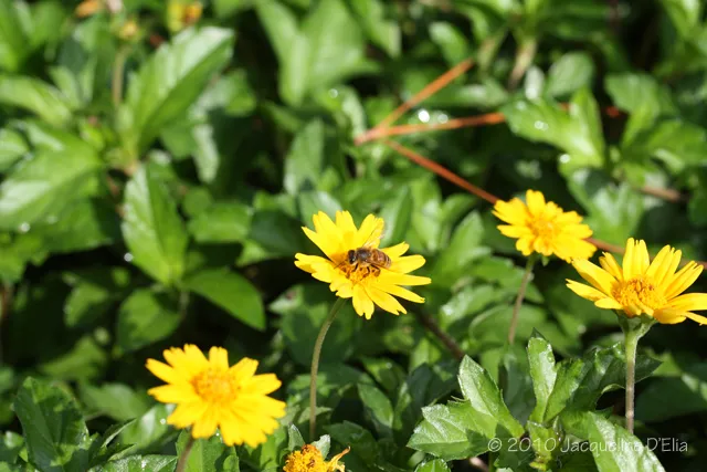A bee is on a yellow flower with green leaves.
