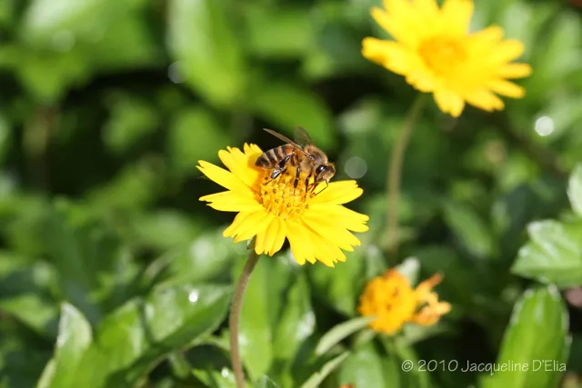 A bee is sitting on a yellow flower.