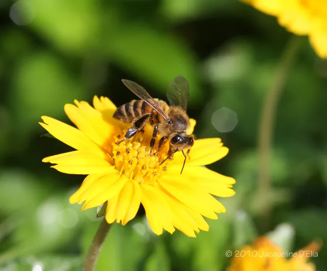 A bee is sitting on a yellow flower.