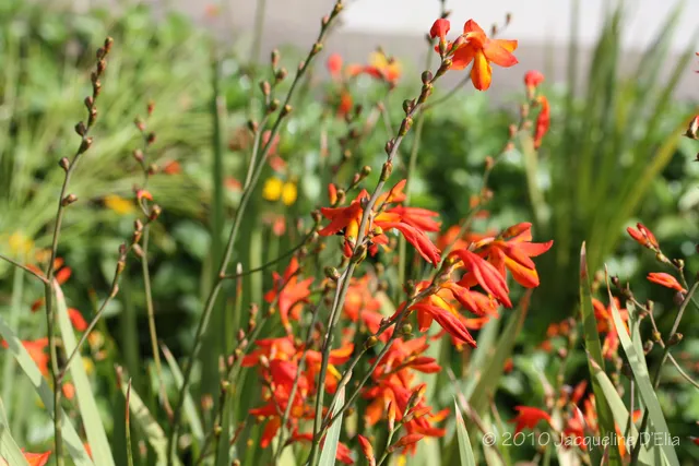 A group of orange flowers in a garden.