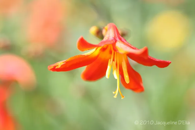 An orange flower with a blurred background.