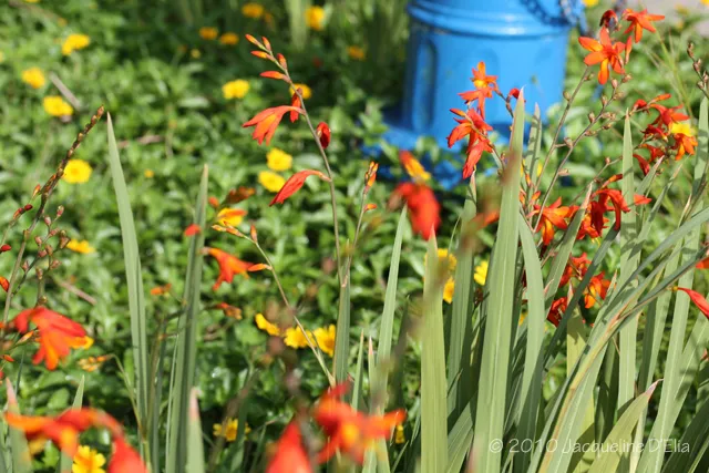 A blue fire hydrant in a field of flowers.