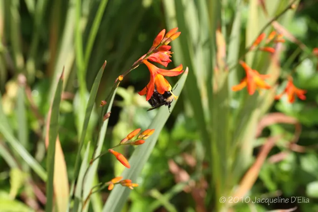A bee sits on top of a plant with orange flowers.
