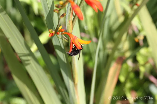 A black and orange butterfly sitting on a flower.