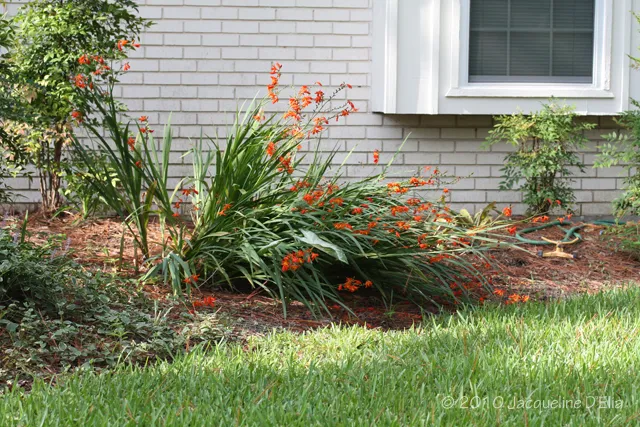 A flower bed in front of a house.