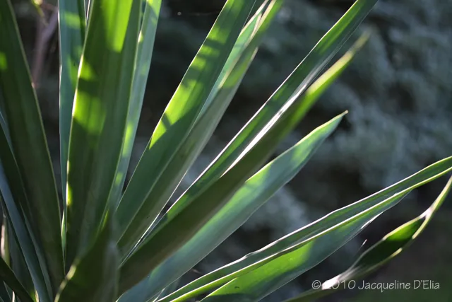 A close up of the leaves of a plant.