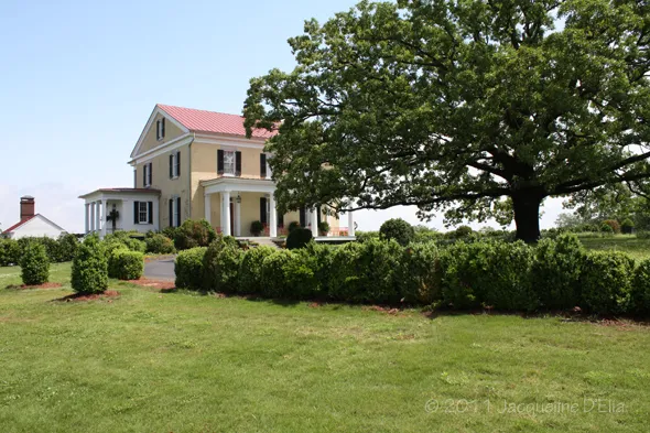 A yellow house with a large tree in front of it.
