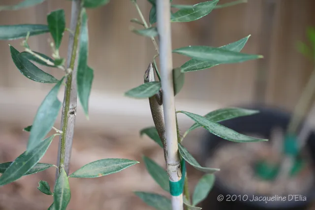 A small plant with green leaves on it.