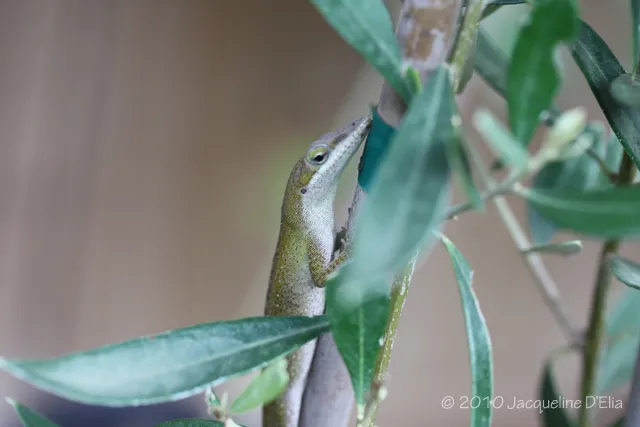 A small lizard is perched on a branch of a plant.