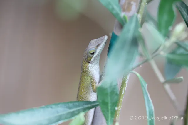 A small lizard is sitting on top of a plant.