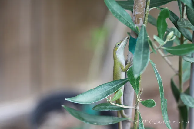 A green lizard on a branch of a plant.
