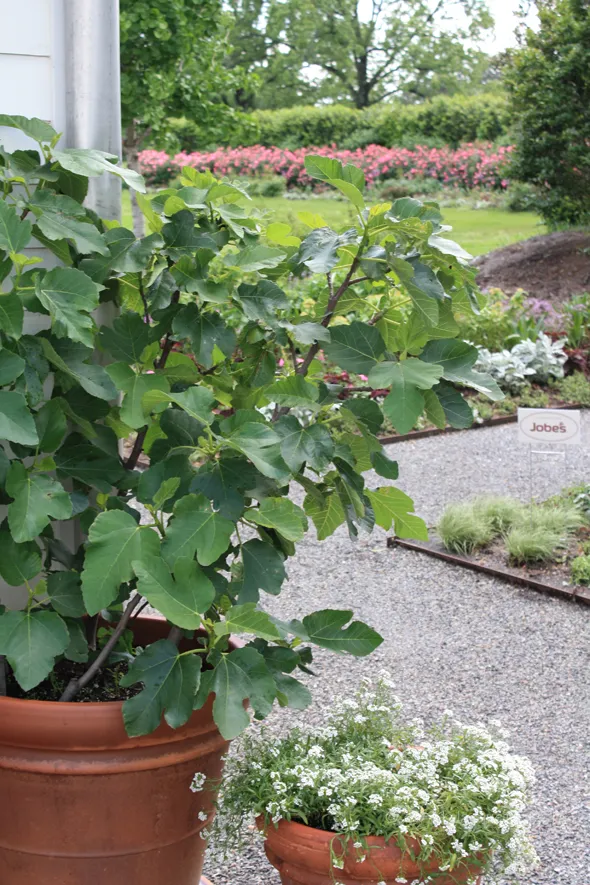 A tree in a pot.