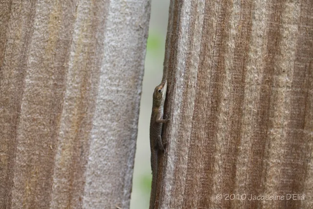 A small lizard peeking out of a wooden fence.