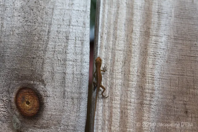 A small lizard on a wooden fence.