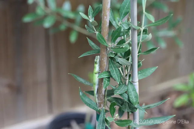 A plant with green leaves and a wooden fence.