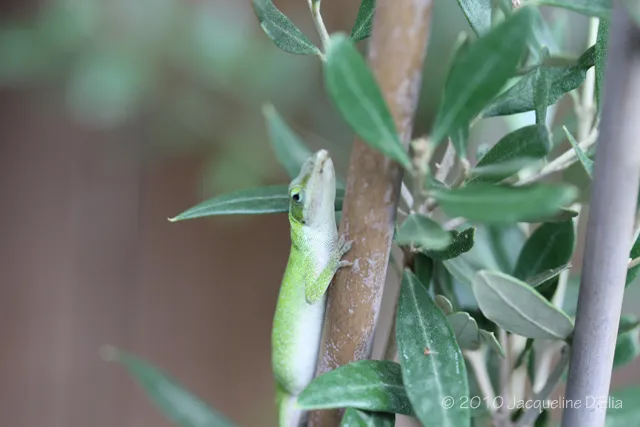 A green gecko on a branch of a plant.