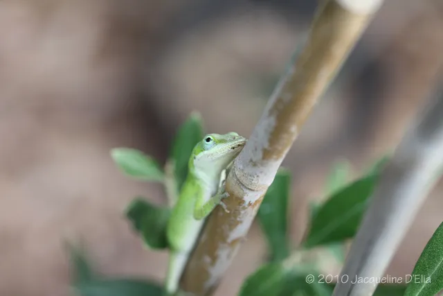 A green lizard sitting on top of a bamboo stalk.