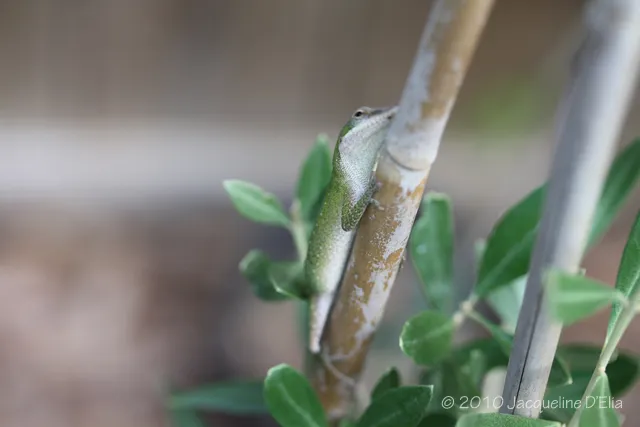 A small lizard is perched on a branch of a plant.