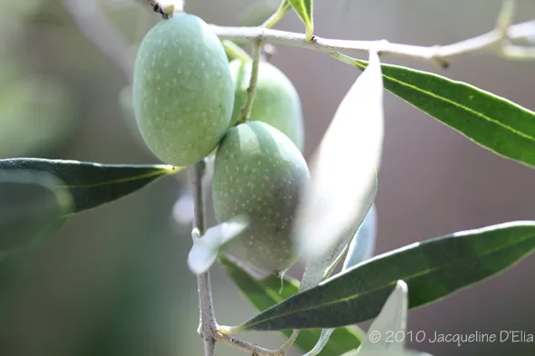 Olives on a branch with leaves.
