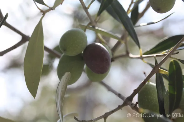 Olives on a tree branch with leaves.