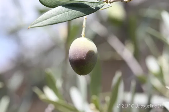 An olive tree with green leaves and a ripe olive.