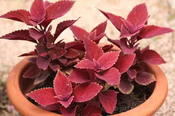 A potted plant with red leaves in it.