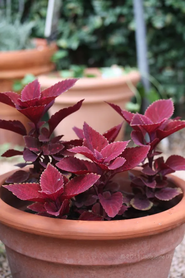 A red plant in a pot.