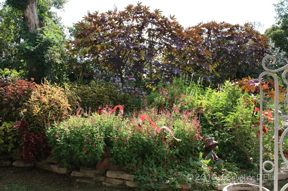 A garden with a lot of plants and flowers.