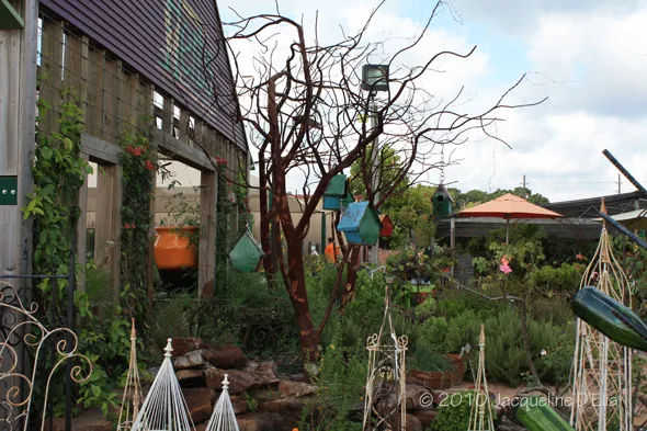 A garden with a lot of plants and trees.