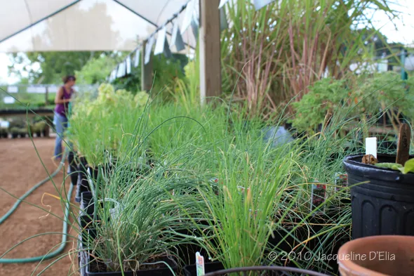 Plants in pots in a greenhouse.