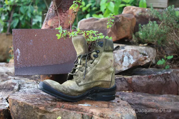 A pair of boots with a plant growing out of them.