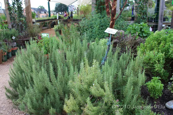 A garden with a lot of plants and herbs.