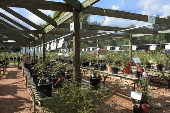 Rows of potted plants in a greenhouse.