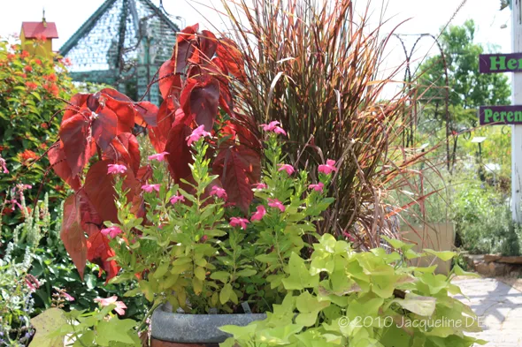 A potted plant with red and pink flowers in it.