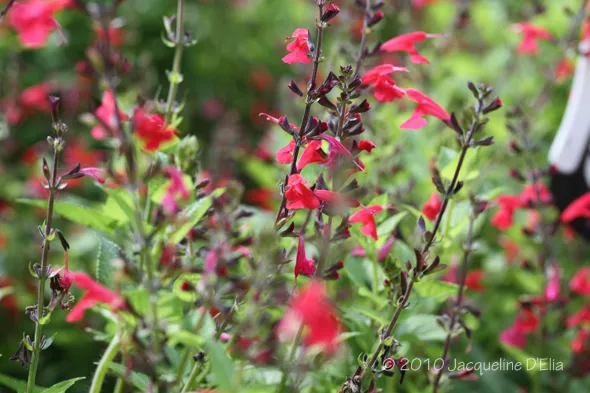 A person is walking through a field of red flowers.