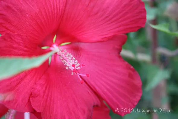 A close up of a red hibiscus flower.