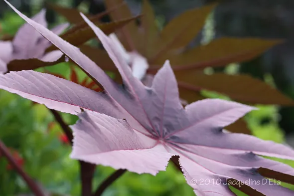 A close up of a purple leaf in a garden.