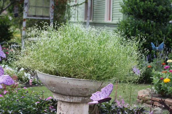 A flower pot with a flower in it.