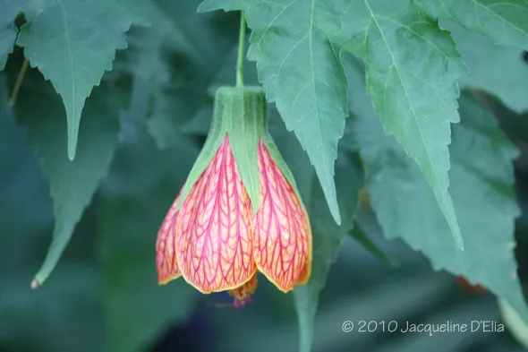 A red and orange flower hanging from a green leaf.