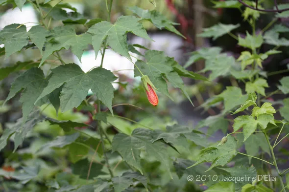 A red flower is growing on a plant with green leaves.