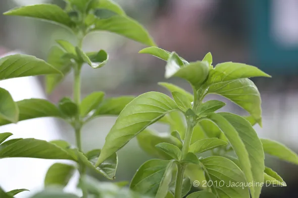 A close up of a basil plant with green leaves.