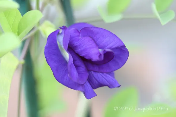 A purple flower on a plant with green leaves.