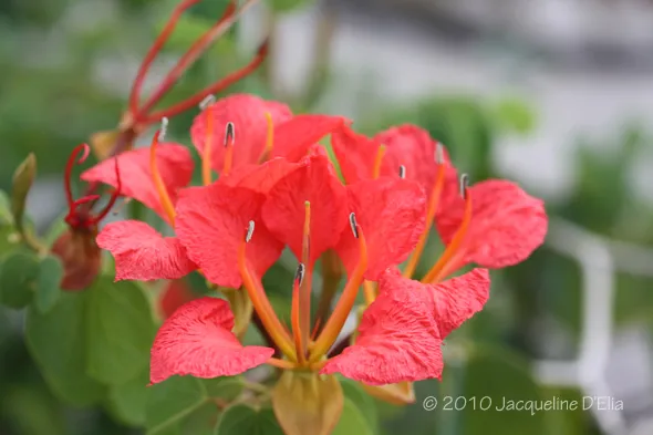 A close up of a red flower with green leaves.