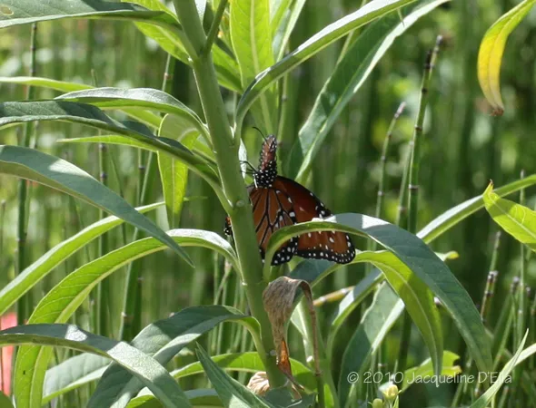 A monarch butterfly is sitting on a plant.