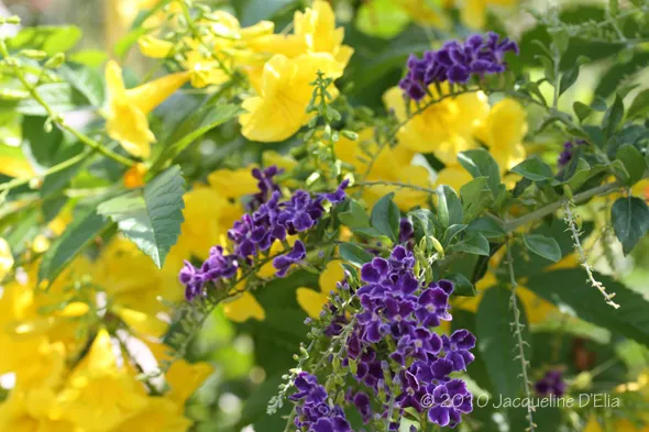 Purple and yellow flowers on a bush.