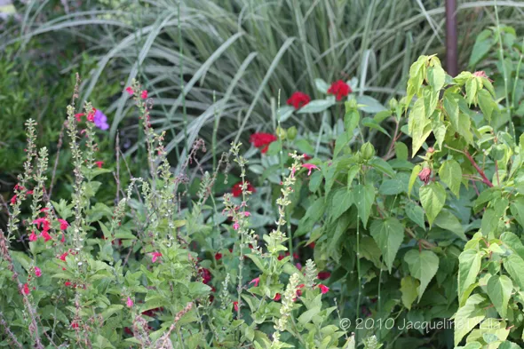 A garden with a lot of green plants and red flowers.
